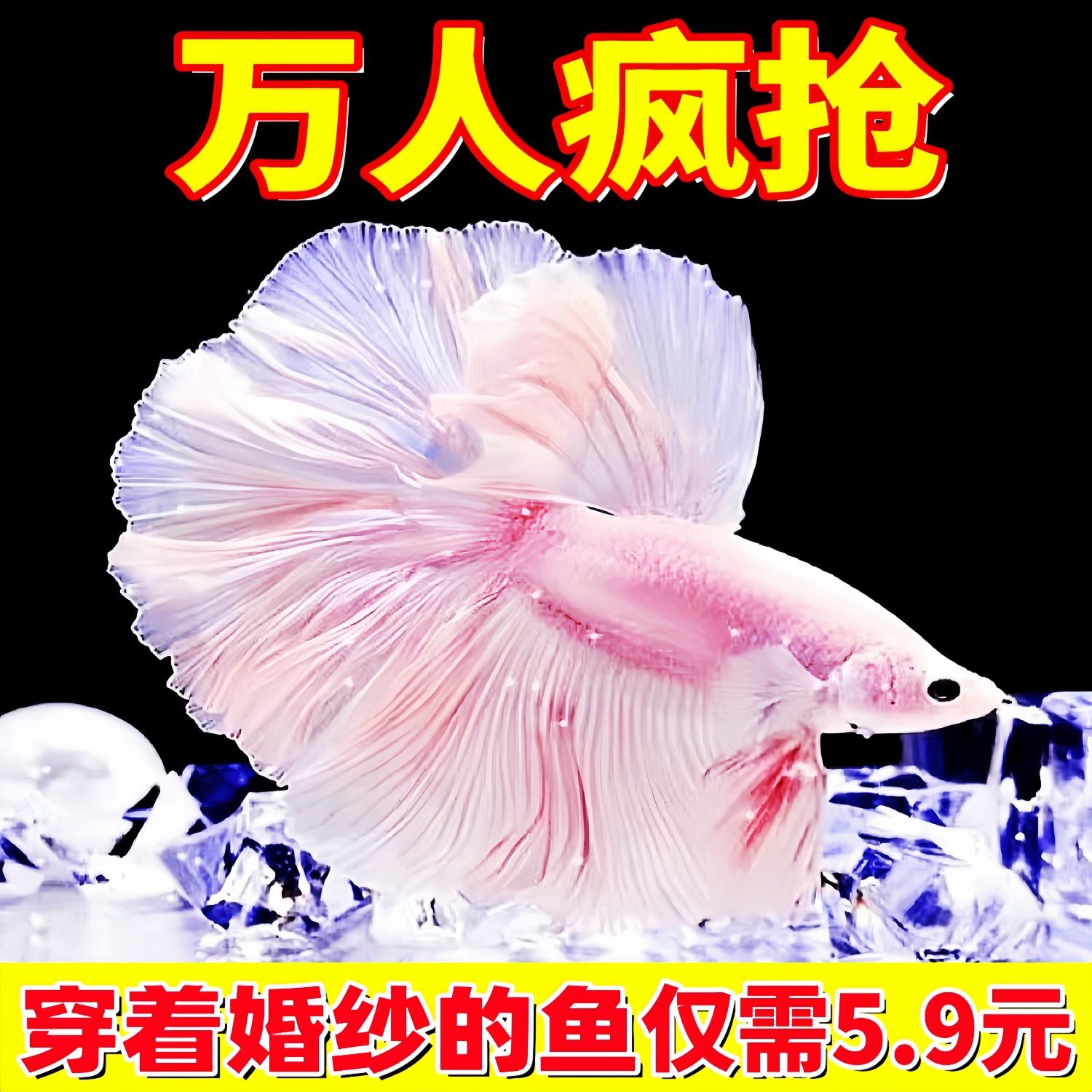 thailand douyu live fish fairy fish pink wedding dress half-month pure white pet tropical fish small fish easy to keep ornamental fish durable