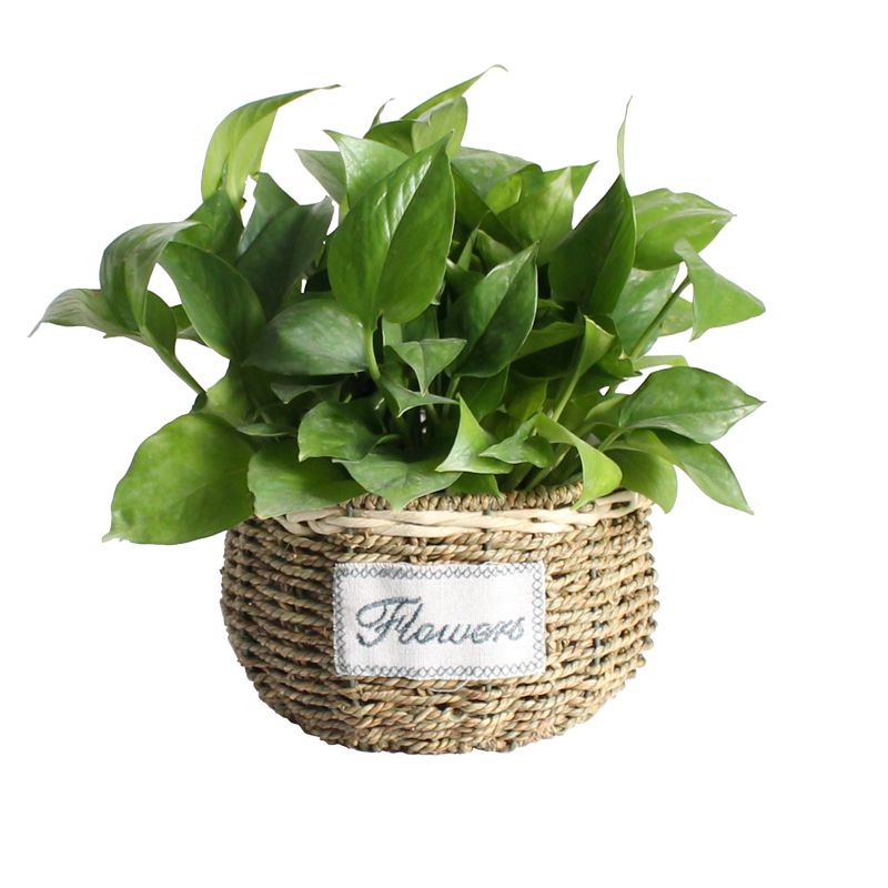 Creative Idyllic Rattan Wicker Straw Woven Flowerpot Handmade Flower Basket Flower Arrangement Succulent Green Radish Green Plant Pot Pot