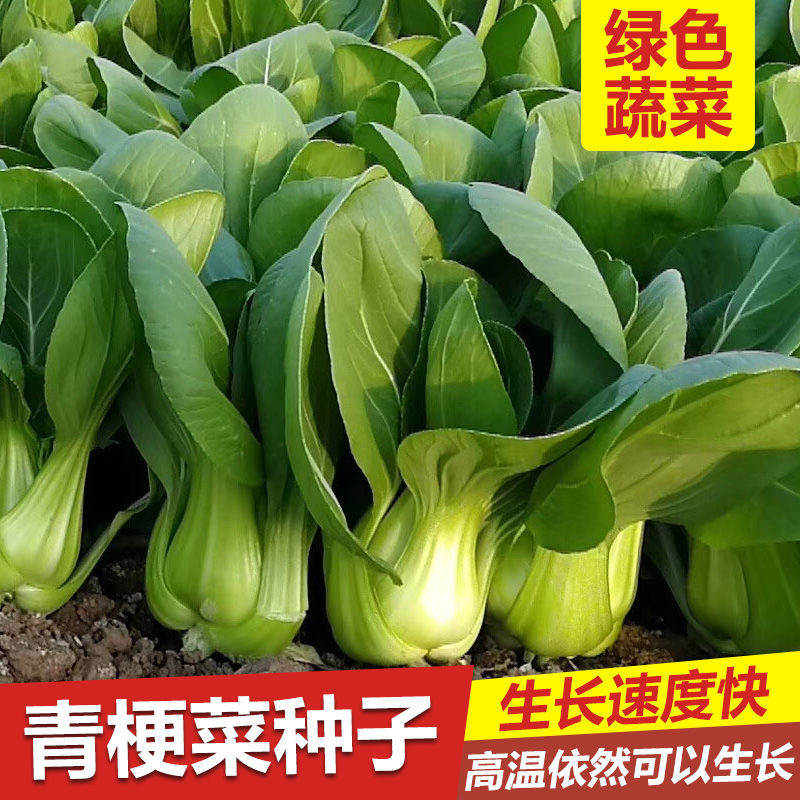 Cabbage Vegetable Seeds Short Foot Shanghai Green Seeds Shoshe Rapeseed Vegetable Vegetable Seeds Rape Balcony Gardening Four Seasons Broadcast