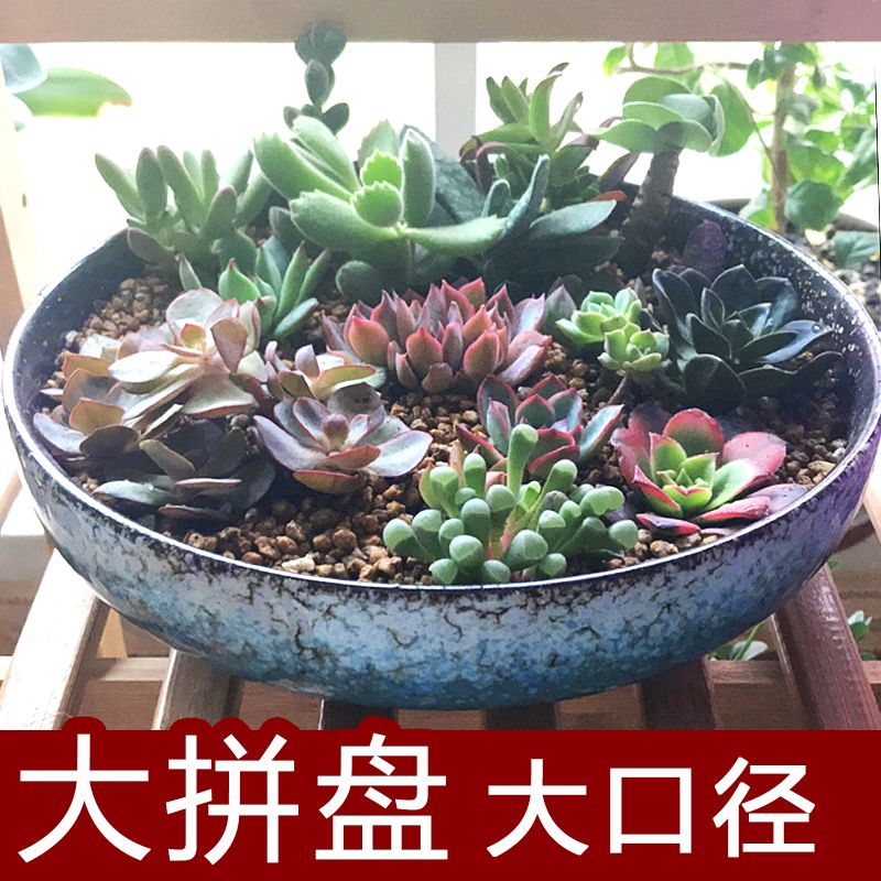 Succulent Flower Pot Large Large Large Diameter Platter Ceramic Hammer Pattern round Rectangular Bonsai Landscape Green Plant Bonsai with Holes