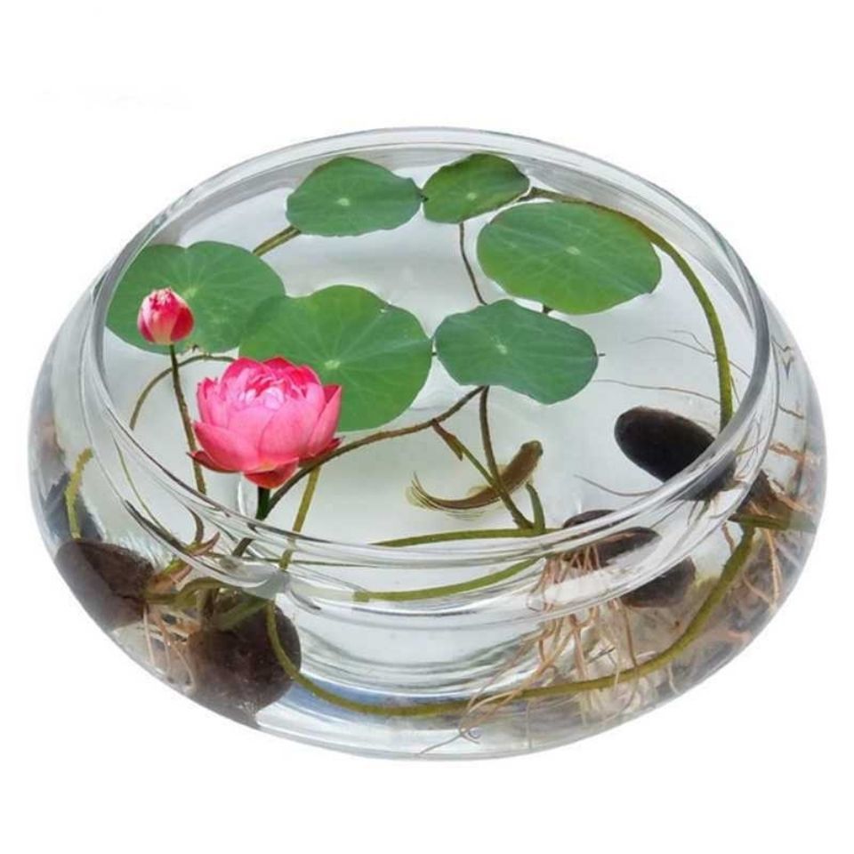 Hydroponic Glass Vase Transparent Large Narcissus Basin Bowl Lotus Pot Sleeping Lotus Flower Pot Turtle Fish Tank Aquatic Plant Utensils