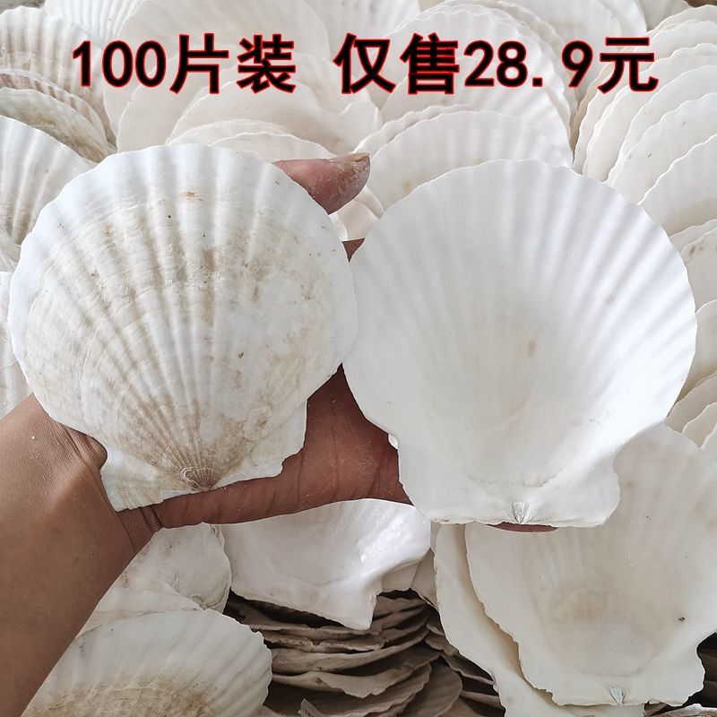 100 pieces barbecue white large fan shell wholesale steamed scallop hawaiian half shell large shell mashed garlic fans