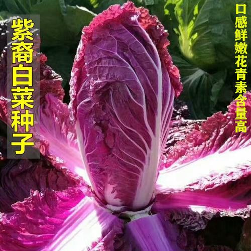 紫白菜种子里外紫色营养红心大白菜四季播种庭院农科院有机蔬菜籽