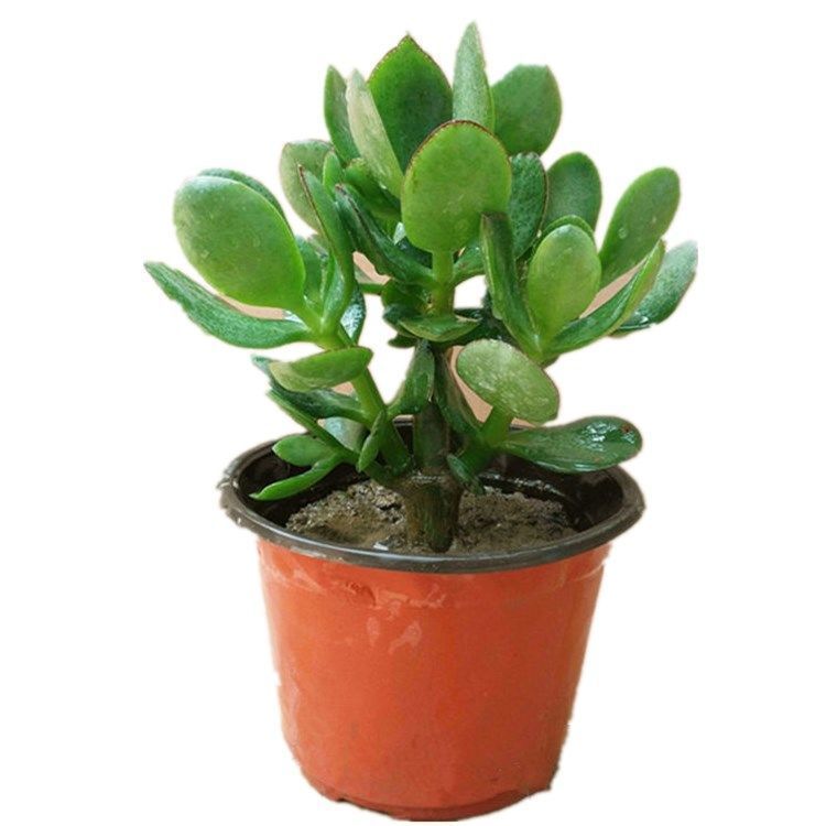 玉树盆栽老桩燕子掌厚脸皮植物耐寒耐旱室内阳台多肉绿植花卉盆栽