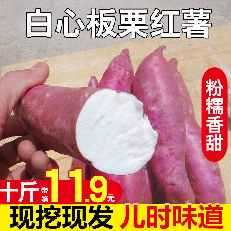 现挖老品种白心板栗薯白瓤红薯新鲜农家山芋地瓜粉糯香甜白肉番薯