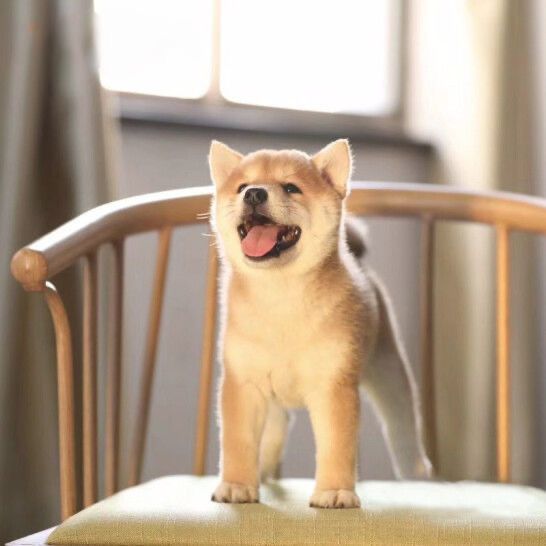 柴犬纯种柴犬幼犬赤黑色日本柴犬幼体秋田豆柴秋田犬活体中小型犬