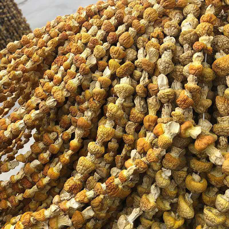 青海祁连黄菇野生黄菇野生皇帝菇人工无法栽培的野生菌250g500g拼团中
