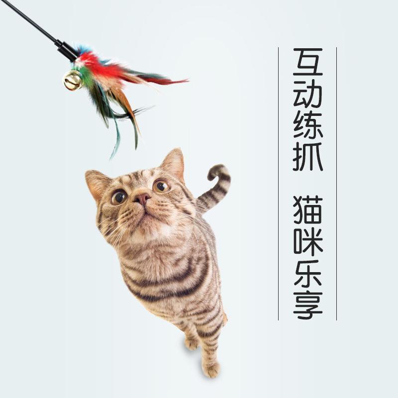 feather  teaser  toy -reted products  teaser toy  toy pet supplies  toys since hi toy kitten  toy