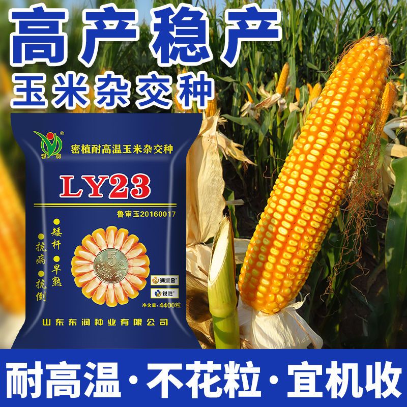 ly23鲁研23高产杂交玉米种子新品种抗旱抗倒矮杆大棒批发南北方