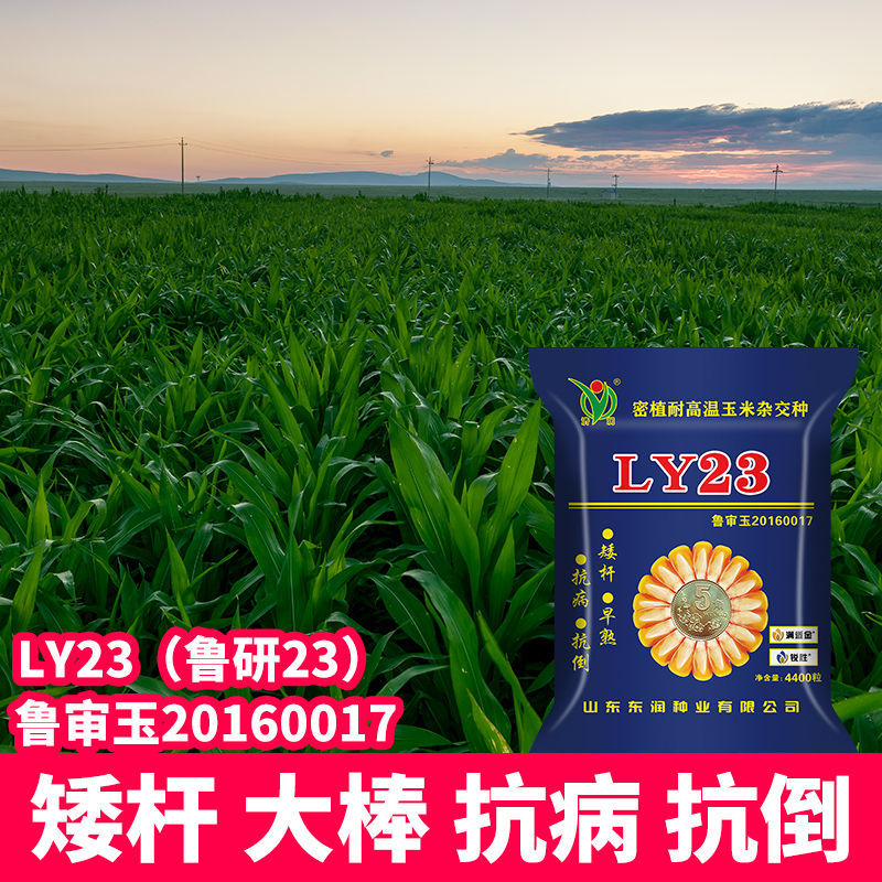ly23鲁研23高产玉米新品种抗旱抗倒矮杆大棒批发南北方