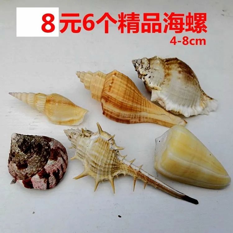 natural conch and shell conch fish tank aquarium landscaping decorations ornaments