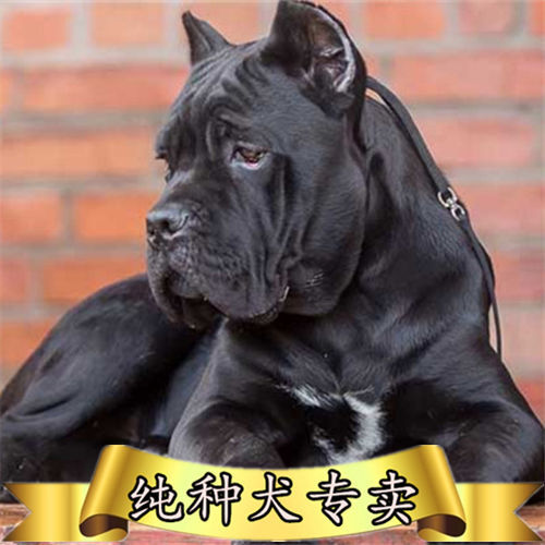 卡斯罗犬幼崽活体纯种大型猛犬猎犬护卫犬黑色意大利卡斯罗犬