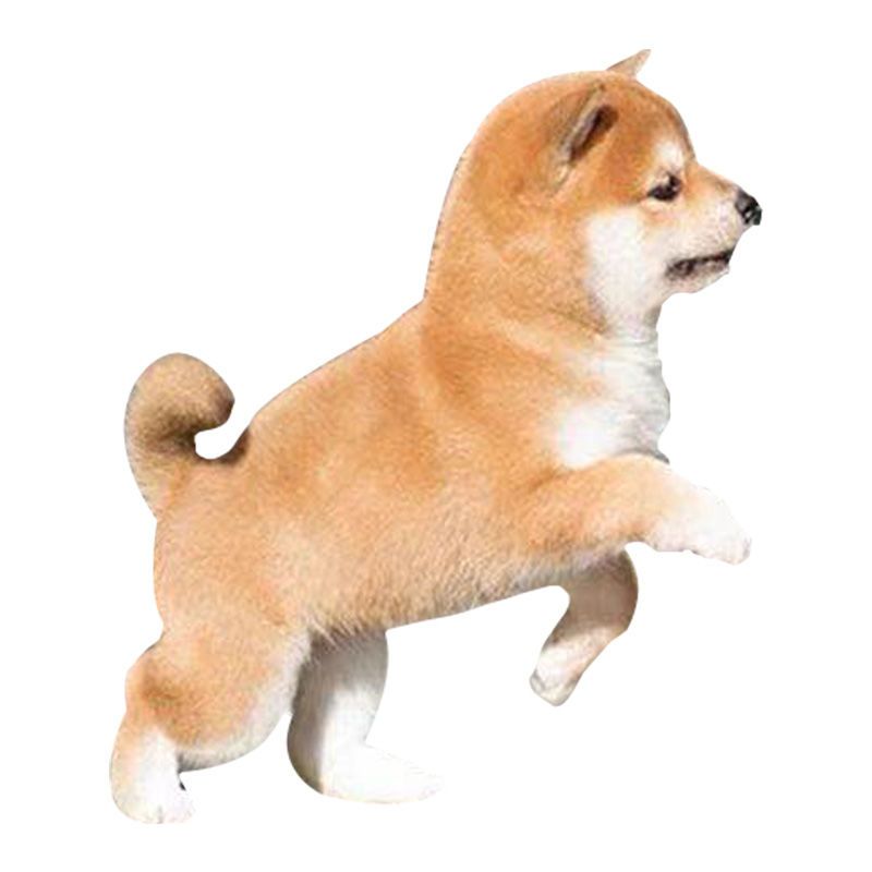 纯种柴犬幼犬活体日本豆柴幼犬黑色柴犬小型赤柴豆柴家养活体狗狗