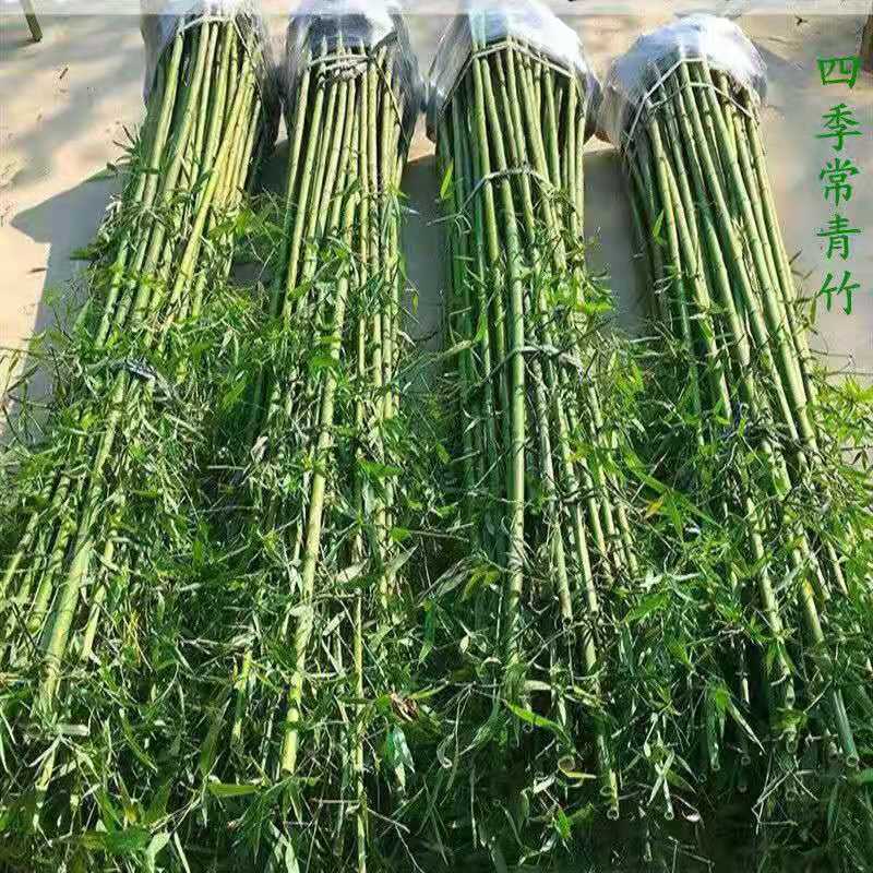 庭院阳台紫竹苗金镶玉竹苗黄金竹青竹苗罗汉竹盆栽地栽苗耐寒植物
