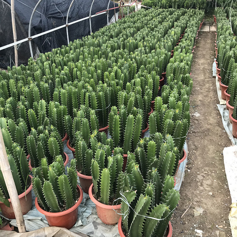 巴西龙骨盆栽多肉植物巴西龙骨花霸王鞭量天尺青龙骨辟邪包邮拼团中