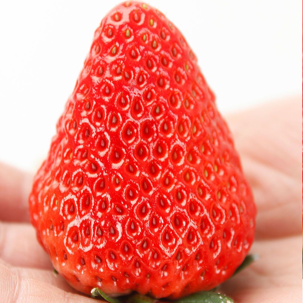 现摘正宗奶油牛奶草莓头茬大果孕妇应季水果99红颜非丹东2斤3斤