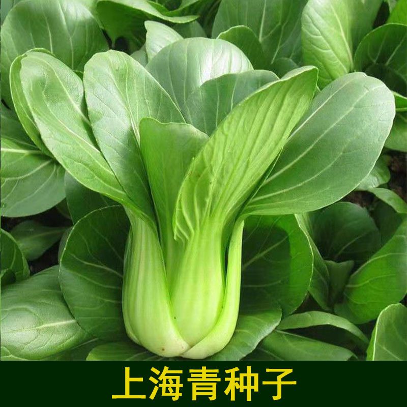 Cabbage Vegetable Seeds Short Foot Shanghai Green Seeds Shoshe Rapeseed Vegetable Vegetable Seeds Rape Balcony Gardening Four Seasons Broadcast