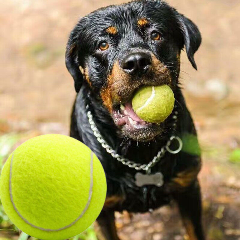 dog toy ball golden retriever teddy estic ball bite-resistant mor tennis pet puppy brador puppy training