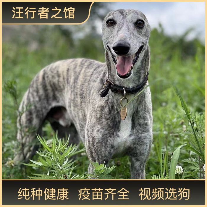 纯种意大利小灵缇犬幼犬格力犬小灵缇灰狗奥利奥网红同款宠物狗狗