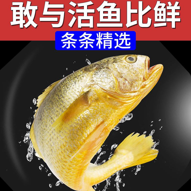 活动新鲜黄鱼东海黄花鱼批发4斤特大号黄花鱼一斤超大海鱼