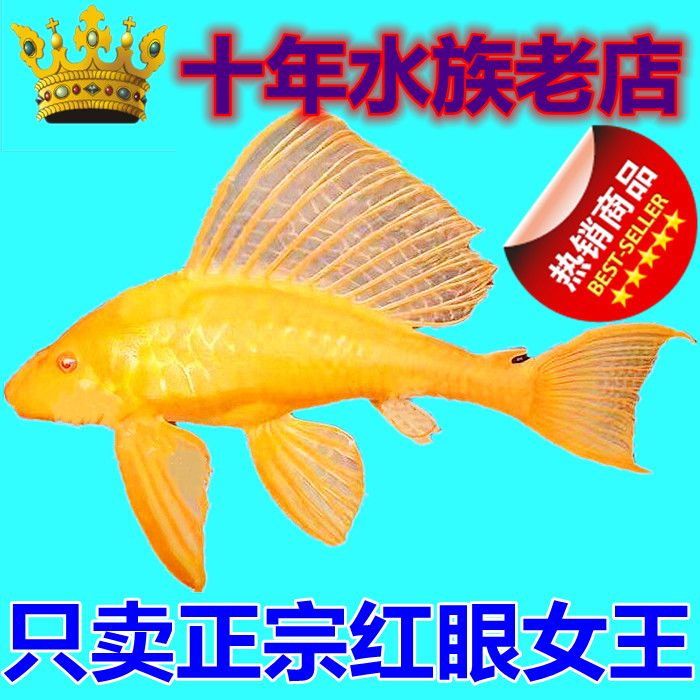 正宗红眼女王清道夫清洁鱼大帆女王豹纹清道夫吃青苔吃鱼便拼团中