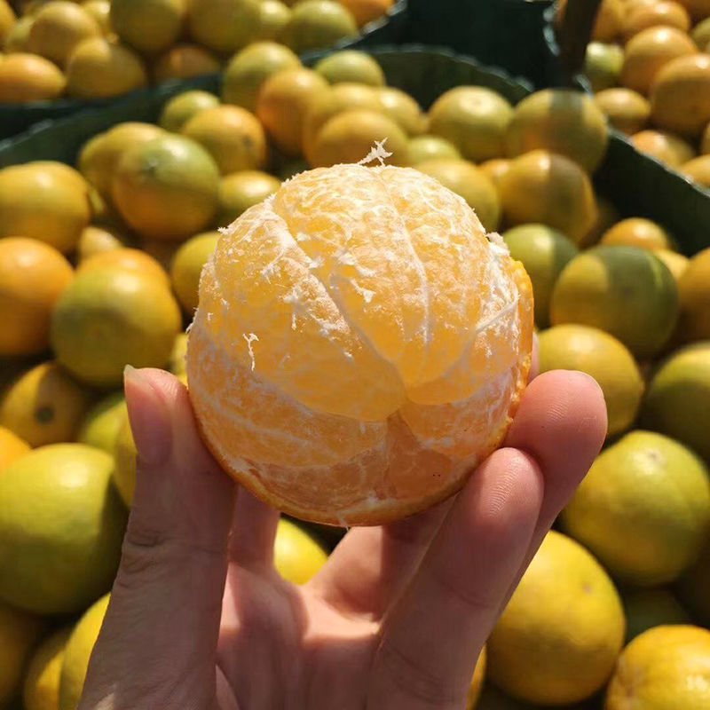 品质皇帝柑广西贡柑大果新鲜当季水果柑橘桔子批发一整箱蜜桔