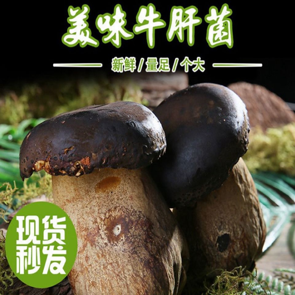 批发云南特产野生黑牛肝菌新鲜批发菌菇类野生菌西双版纳现摘菌子拼团