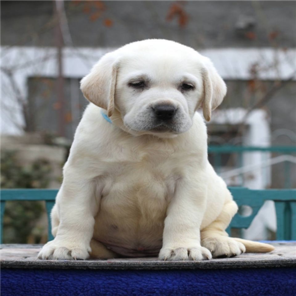 拉布拉多幼犬纯种拉布拉多犬活体神犬小七导盲犬拉布拉多宠物狗狗拼团