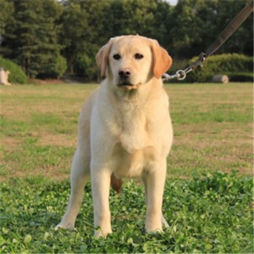 拉布拉多幼犬纯种拉布拉多犬活体神犬小七导盲犬拉布拉多宠物狗狗拼团