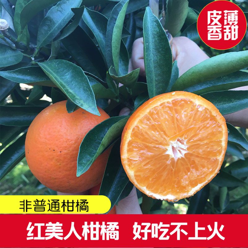 新鲜杂柑玫瑰香柑高山红桔子有籽红美人柑橘非砂糖橘涌泉蜜桔水果