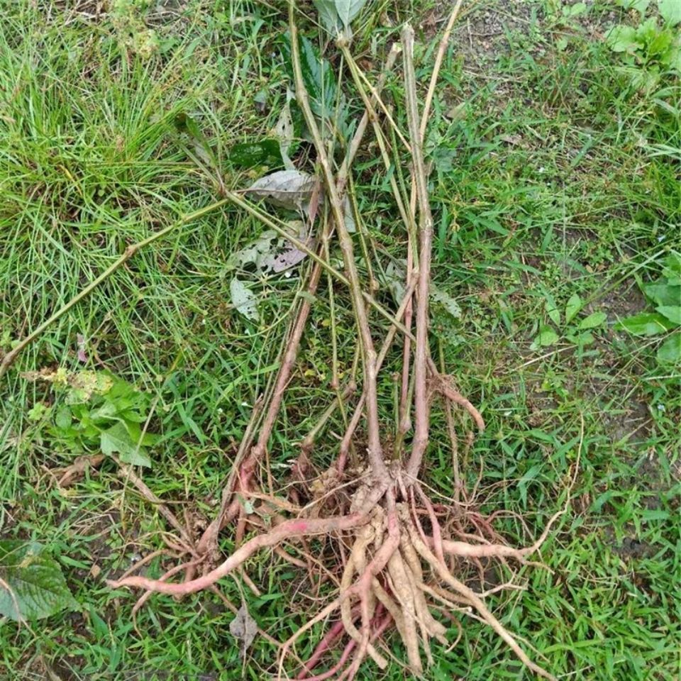 贵州新鲜野生红牛膝根中药材红土牛膝草药红牛克膝怀牛膝根500克拼团