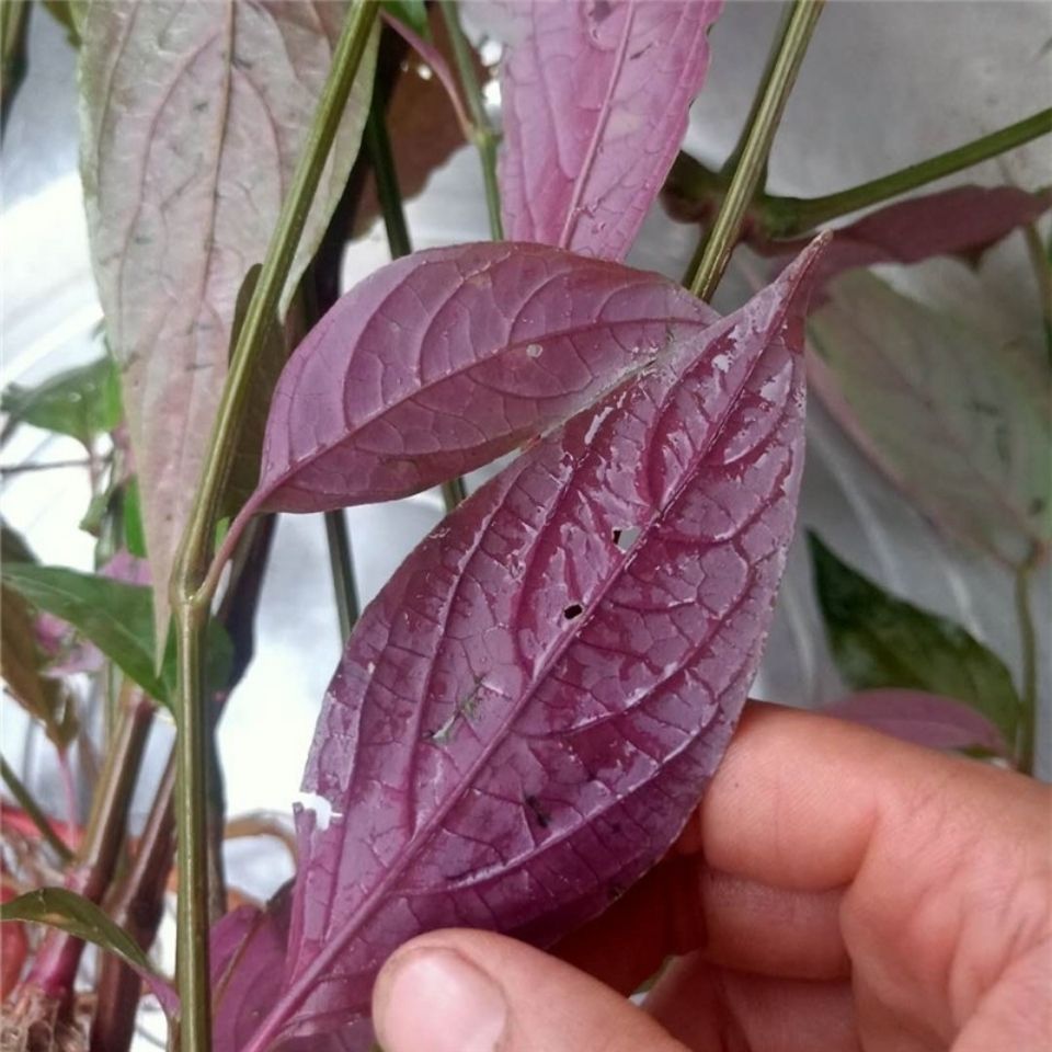 贵州新鲜野生红牛膝根中药材红土牛膝草药红牛克膝怀牛膝根500克拼团