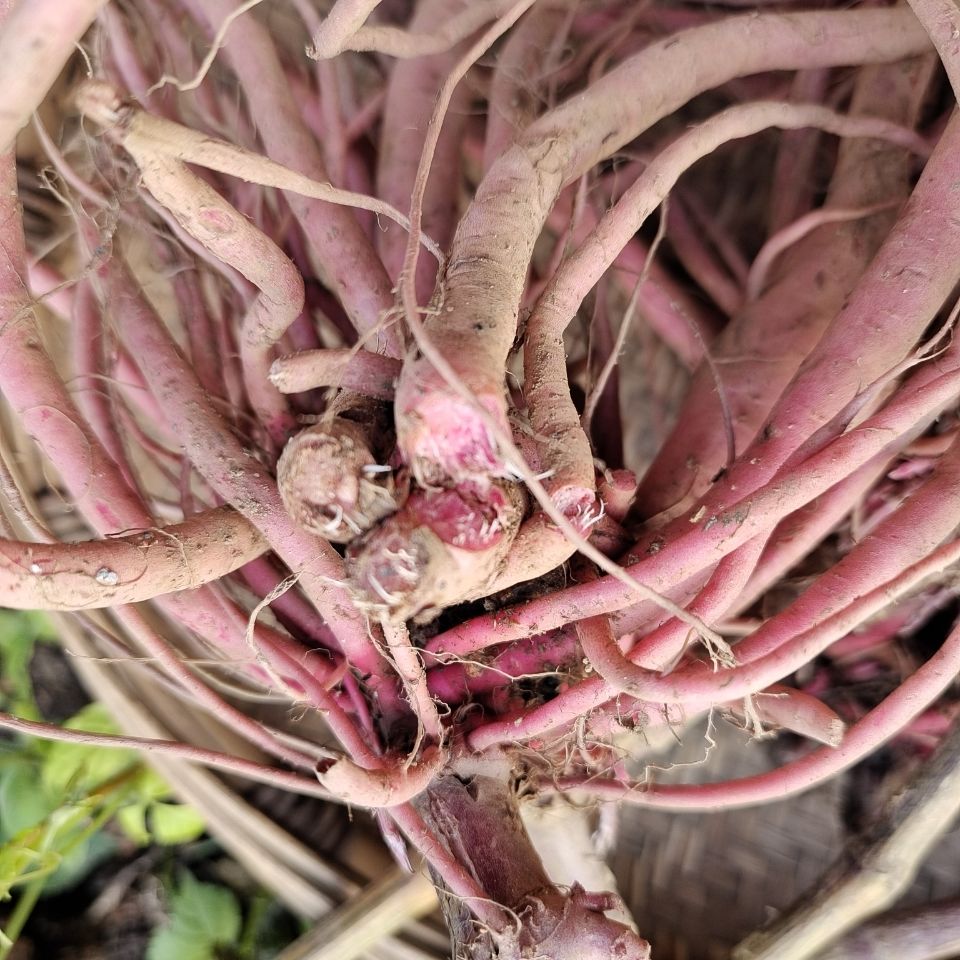 贵州新鲜野生红牛膝根中药材红土牛膝草药红牛克膝红牛磕膝500克拼团