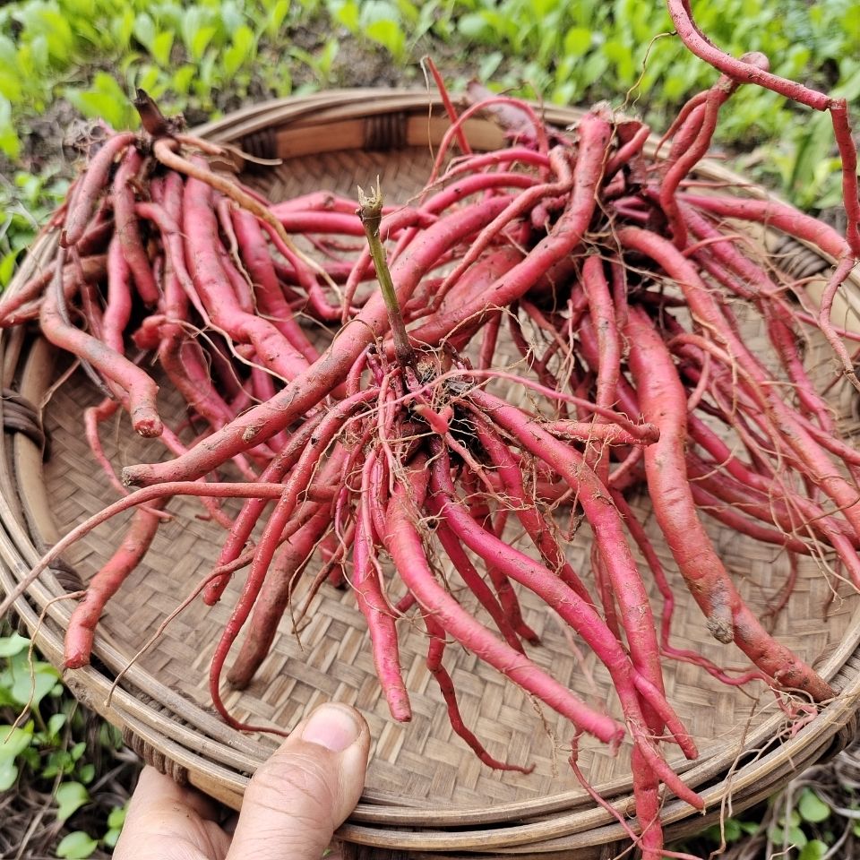 贵州新鲜野生红牛膝根中药材红土牛膝草药红牛克膝红牛磕膝500克拼团