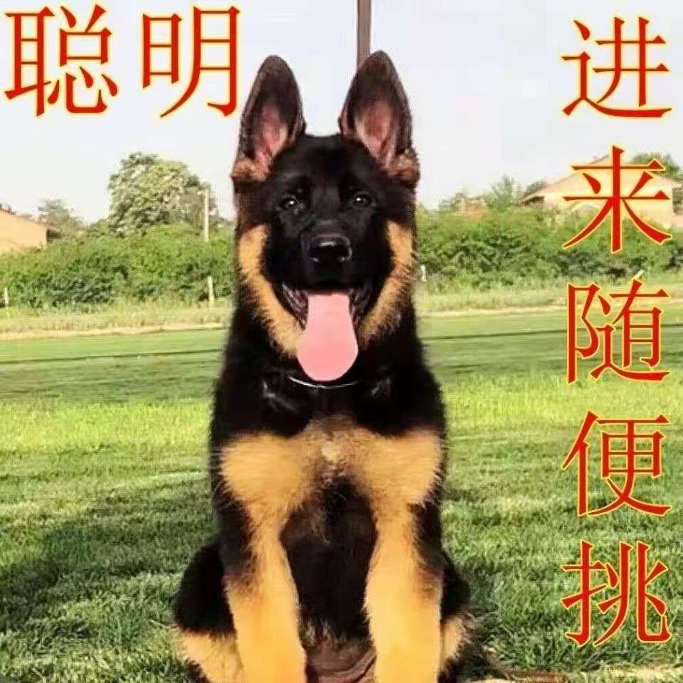 出售活体德国牧羊犬幼犬马犬黑背弓背警犬狼狗东德牧活
