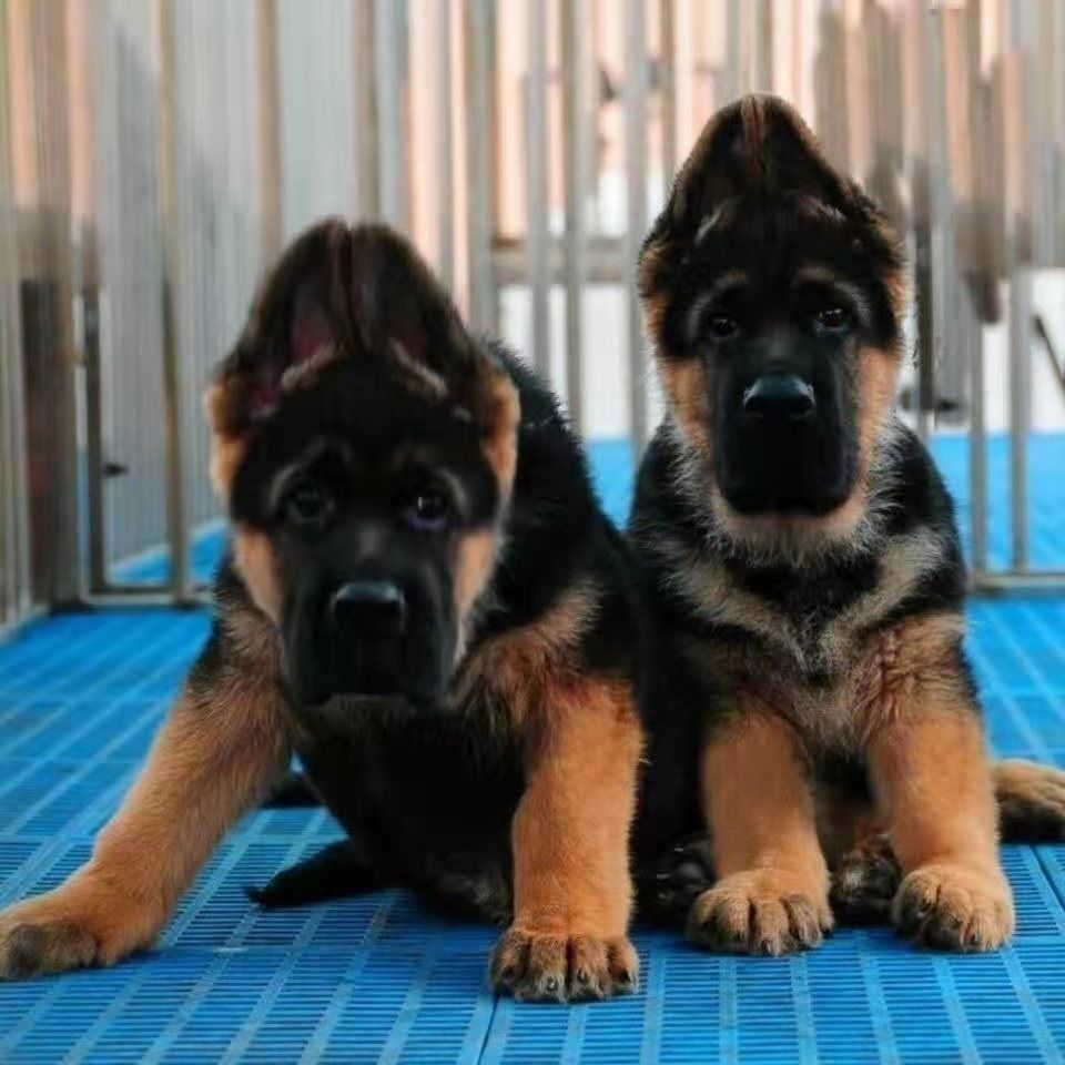 出售活体德国牧羊犬幼犬马犬黑背弓背警犬狼狗东德牧活