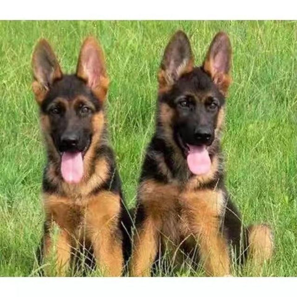 出售活体德国牧羊犬幼犬马犬黑背弓背警犬狼狗东德牧活