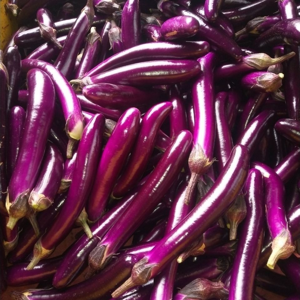 云南10斤现摘紫茄子新鲜蔬菜农家自种紫皮茄子长茄子3斤批发包邮
