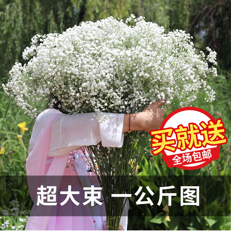 yunnan starry sky dried flower big bunch myosotis sylvatica home furnishings fresh decoration flowers real flower ins dried flower big bunch