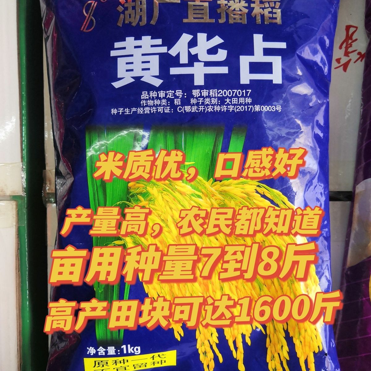 广东省农科院选育种子黄华占水稻种子高产米质优湖北湖南广西种植06