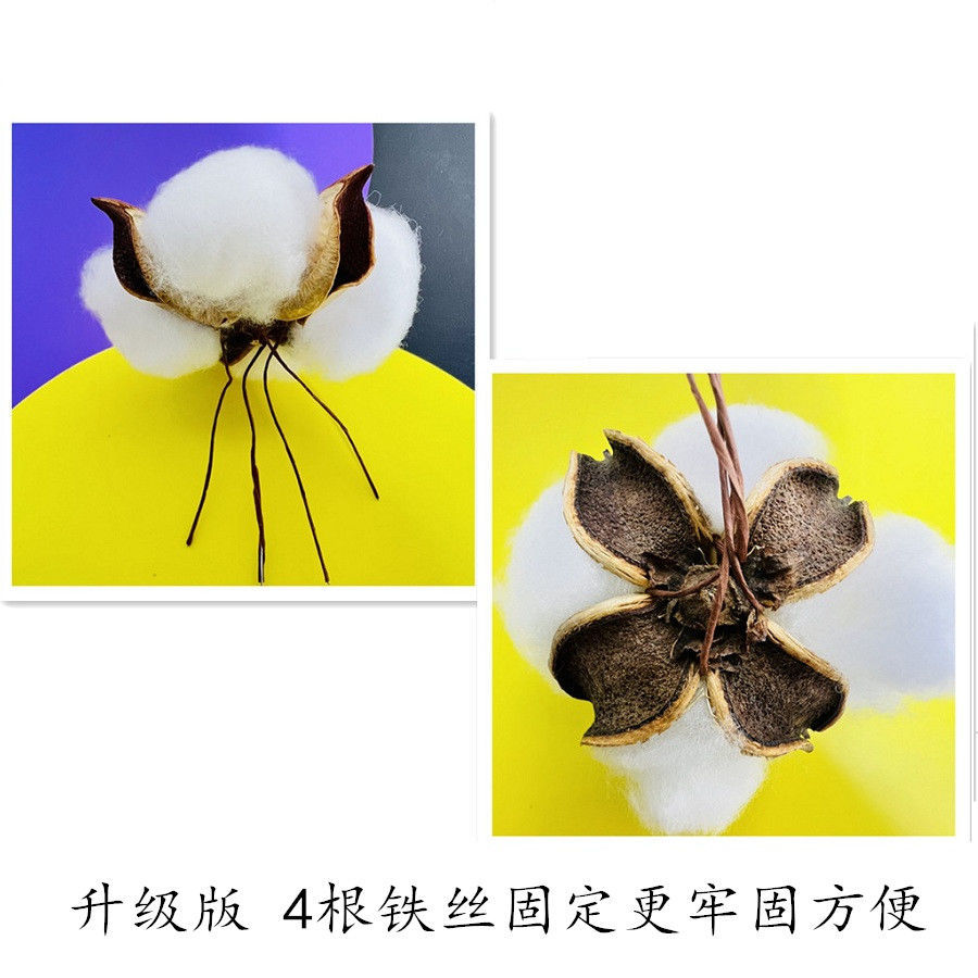 Ins White Cotton Tip Flower Preserved Fresh Flower Photo Shooting Photography Prop Decoration Cake Ornamental Branch Dried Branch Diy Accessories