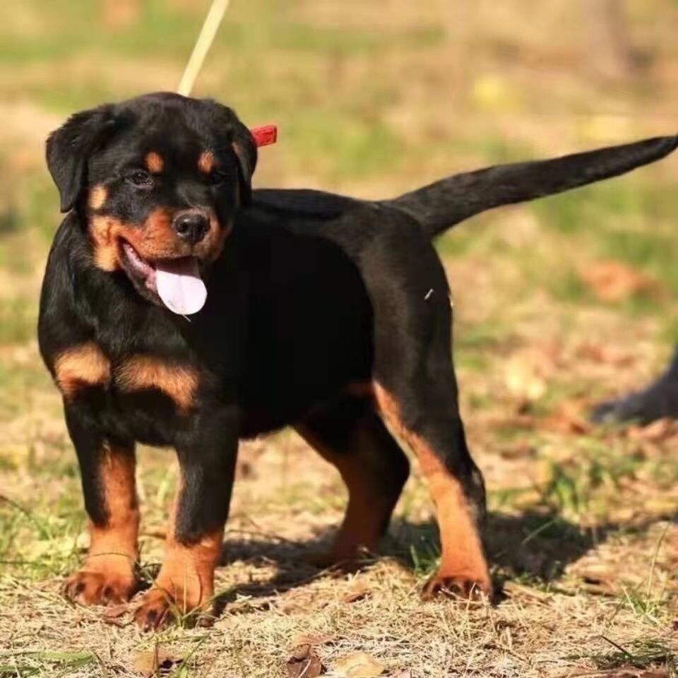 四眼小黑狗铁包金田园串串幼崽正宗活物四眼土狗广西土猎犬田园犬【7