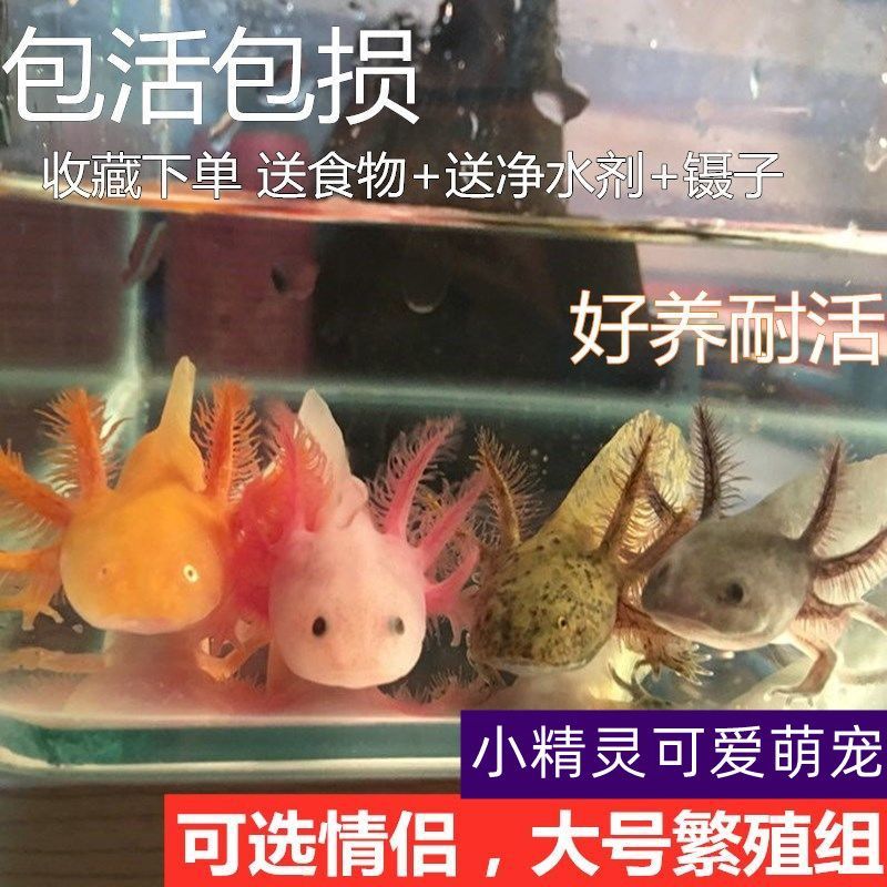 hexagonal dinosaur fish freshwater cold water fish salamander pet fish overlord goldfish arowana small fish small ornamental fish live-resistant