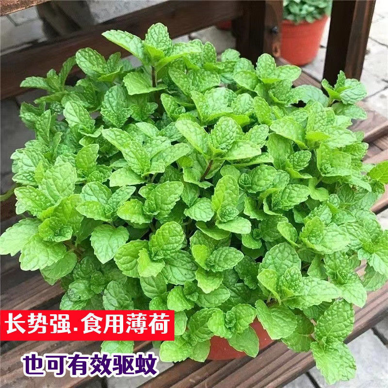 Edible Mint Seeds Fragrant Mint Mozzie Buster Flowers Evergreen Balcony Potted Perennial Flower Seeds