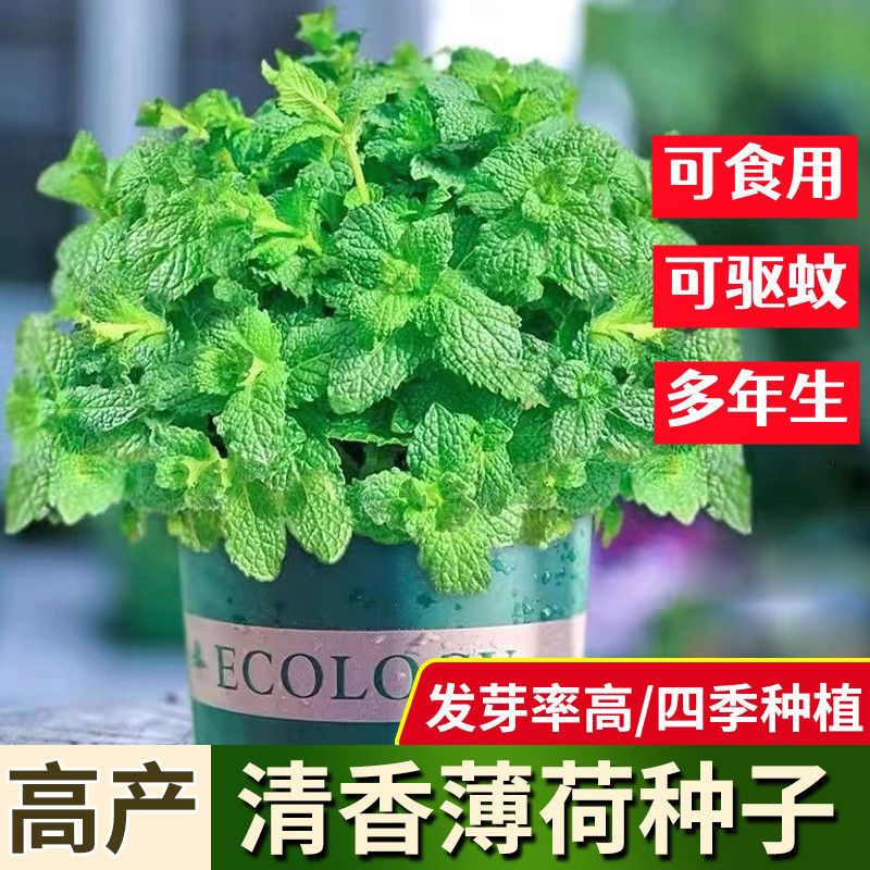 Edible Mint Seeds Fragrant Mint Mozzie Buster Flowers Evergreen Balcony Potted Perennial Flower Seeds