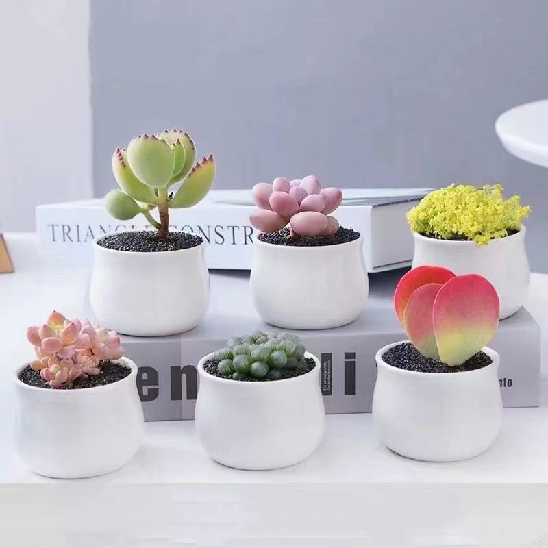 succulent ceramic small flower pot simple white creative belly cup pot with bamboo tray breathable hole meat pot wholesale