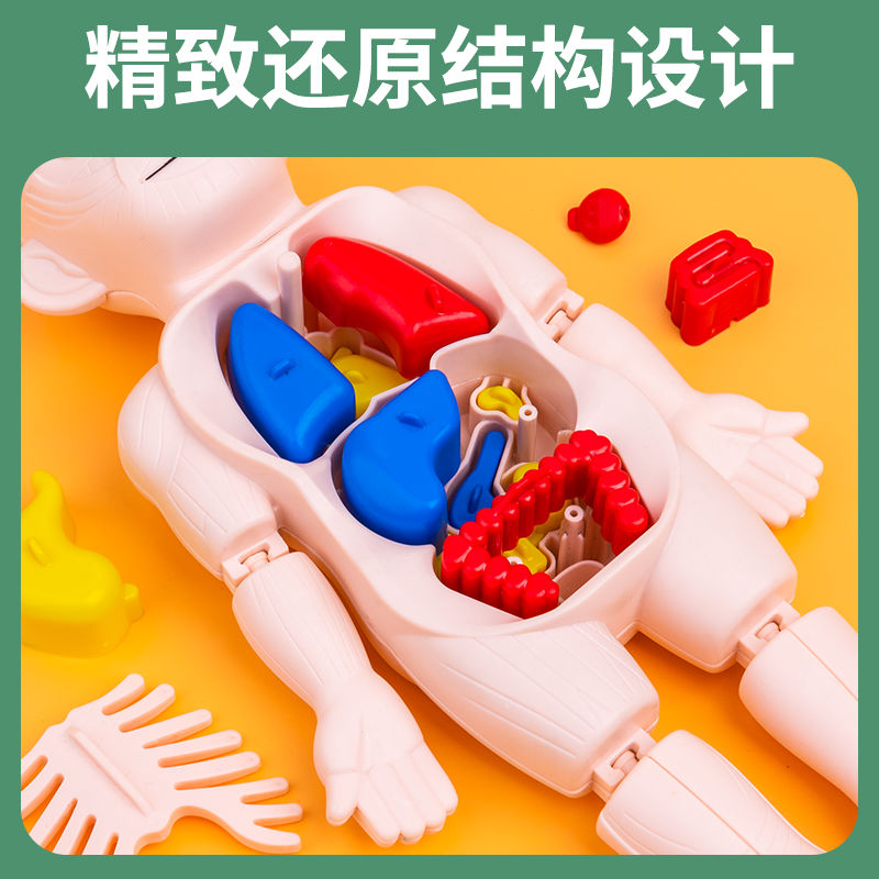 Human Body Structure Model Medical Children Scientific and Educational Toy Simulation Viscera Anatomy Organ 3d Detachable Assembled Trunk