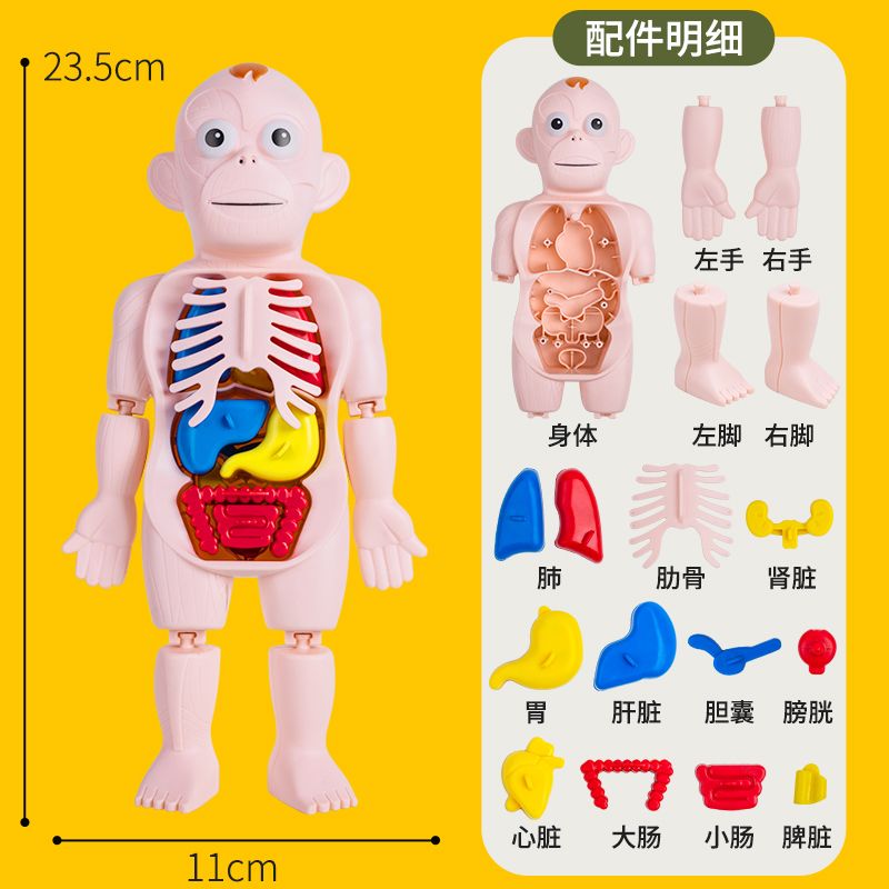 Human Body Structure Model Medical Children Scientific and Educational Toy Simulation Viscera Anatomy Organ 3d Detachable Assembled Trunk