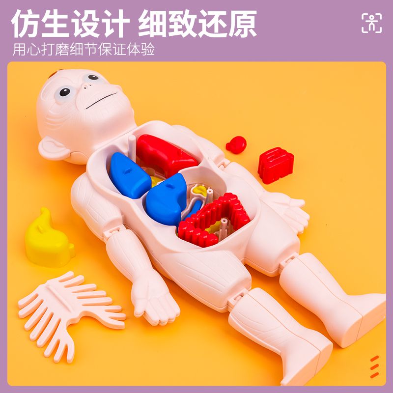 Human Body Structure Model Medical Simulation Viscera Anatomy Organ 3d Detachable Assembled Trunk Children Scientific and Educational Toy