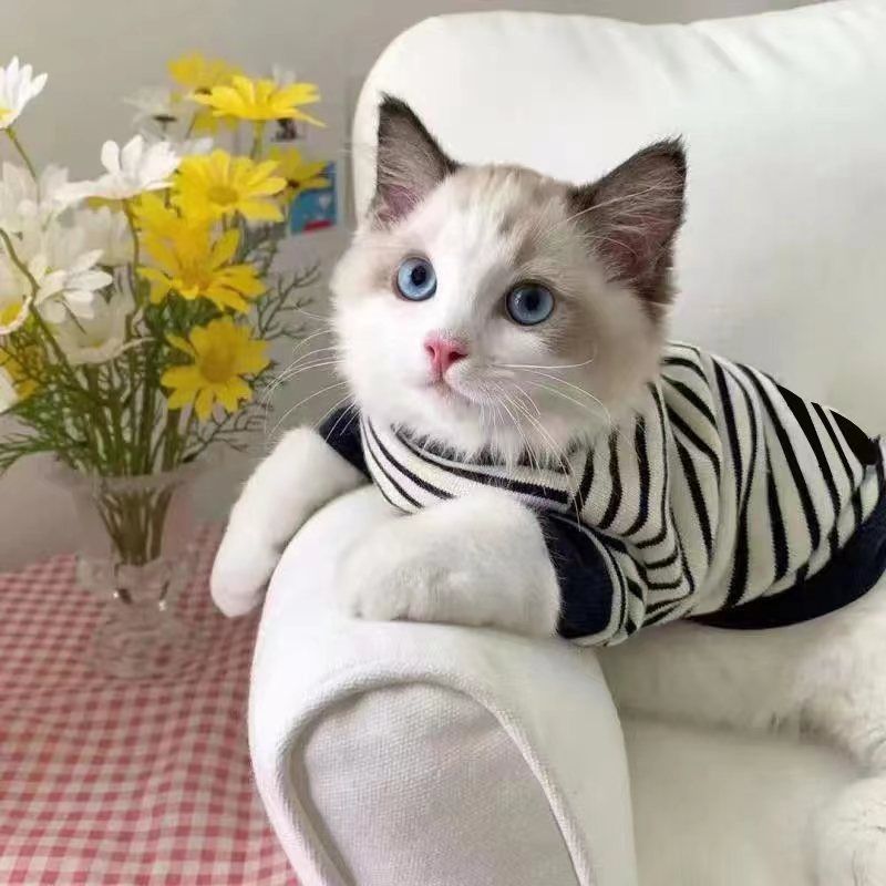 summer ins pet dog  clothes four seasons fashion brand handsome small milk blos british shorthair muppet  two-leg sweater